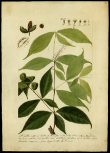 (Alsodeia flavescens, Spr.), da Coleção Brasiliana Iconográfica