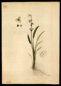 (Alisma sabalatum, M.)., da Coleção Brasiliana Iconográfica