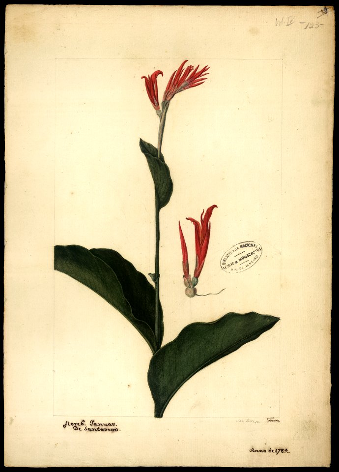 (Canna), da Coleção Brasiliana Iconográfica