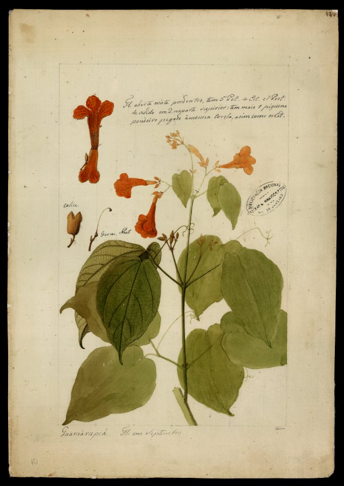(Bignomiacea) (2), da Coleção Brasiliana Iconográfica