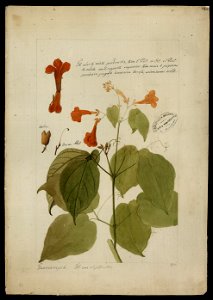 (Bignomiacea) (2), da Coleção Brasiliana Iconográfica
