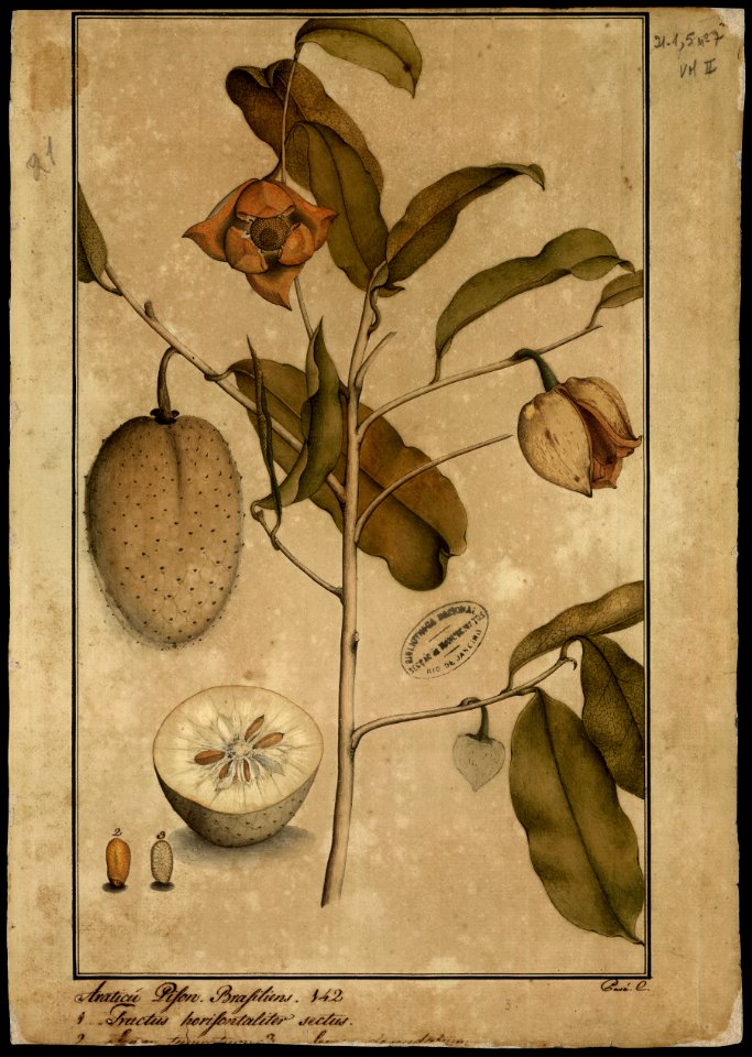 (Anona muricata, Linn.), da Coleção Brasiliana Iconográfica