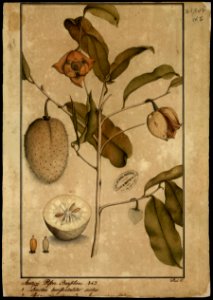 (Anona muricata, Linn.), da Coleção Brasiliana Iconográfica
