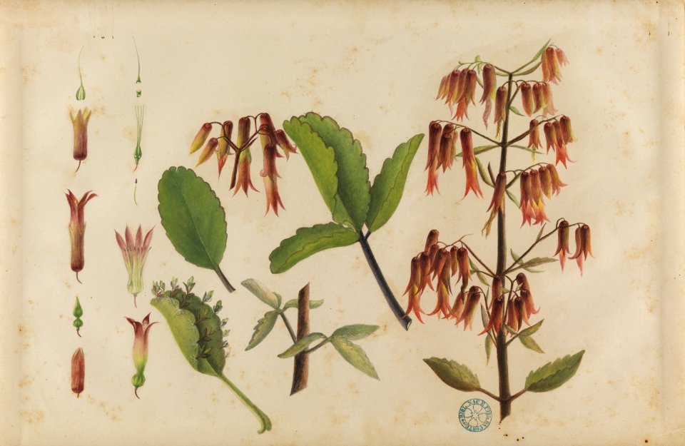 (Bryophyllum pinnatum), da Coleção Brasiliana Iconográfica