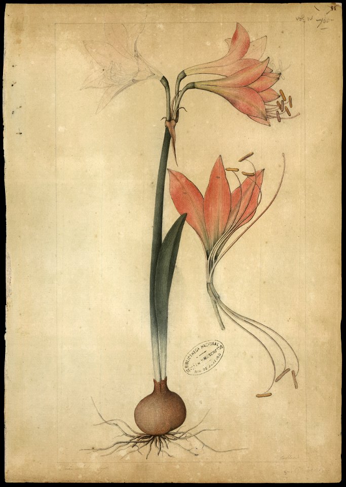 (Amaryllis) (2), da Coleção Brasiliana Iconográfica
