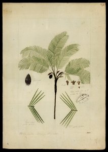 (Bactris), da Coleção Brasiliana Iconográfica