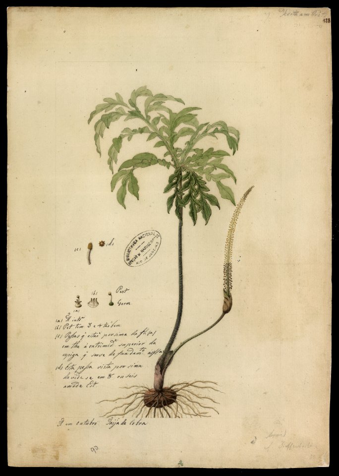 (Aroidea) (1), da Coleção Brasiliana Iconográfica
