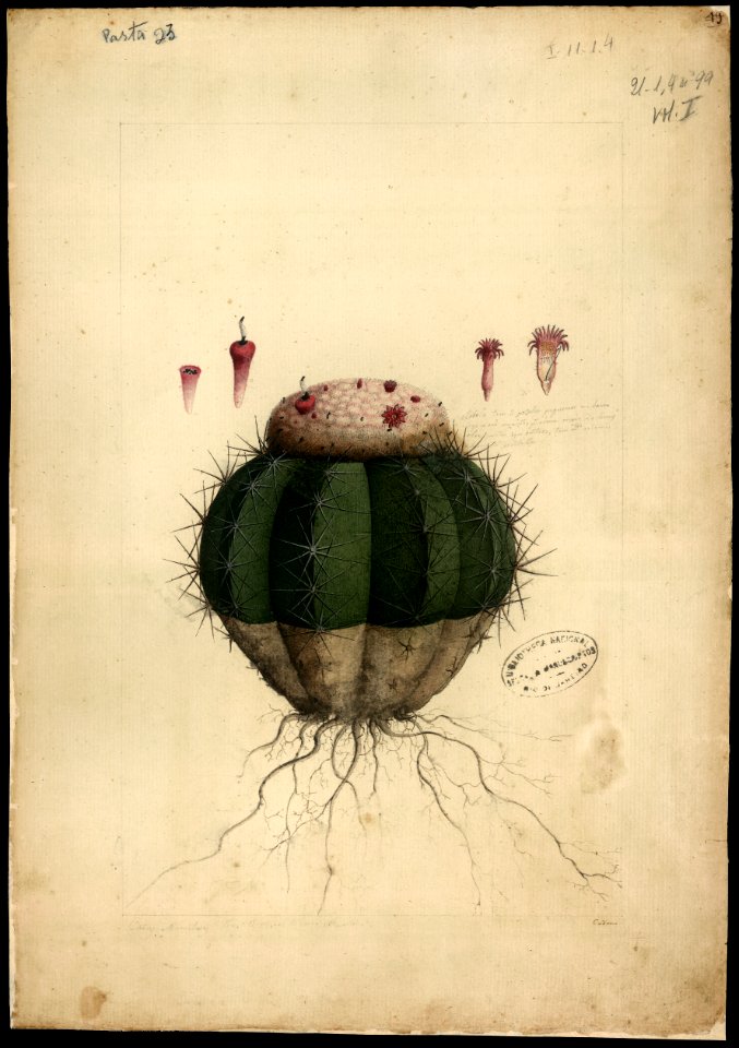 (Cactaceae melocactus, Sp.), da Coleção Brasiliana Iconográfica
