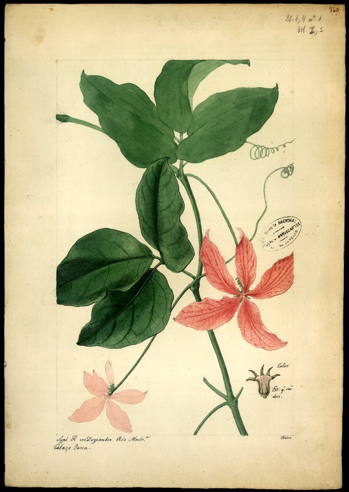 (Anguria) (1), da Coleção Brasiliana Iconográfica