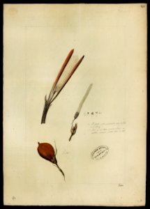 (Astrocaryum murumura, Mart.), da Coleção Brasiliana Iconográfica