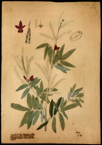 (Cephrosia nitens, Benth.), da Coleção Brasiliana Iconográfica
