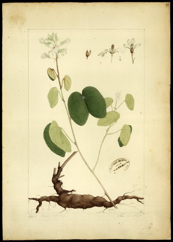 (Bauhinia cumanensis, HBN), da Coleção Brasiliana Iconográfica