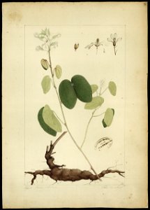 (Bauhinia cumanensis, HBN), da Coleção Brasiliana Iconográfica