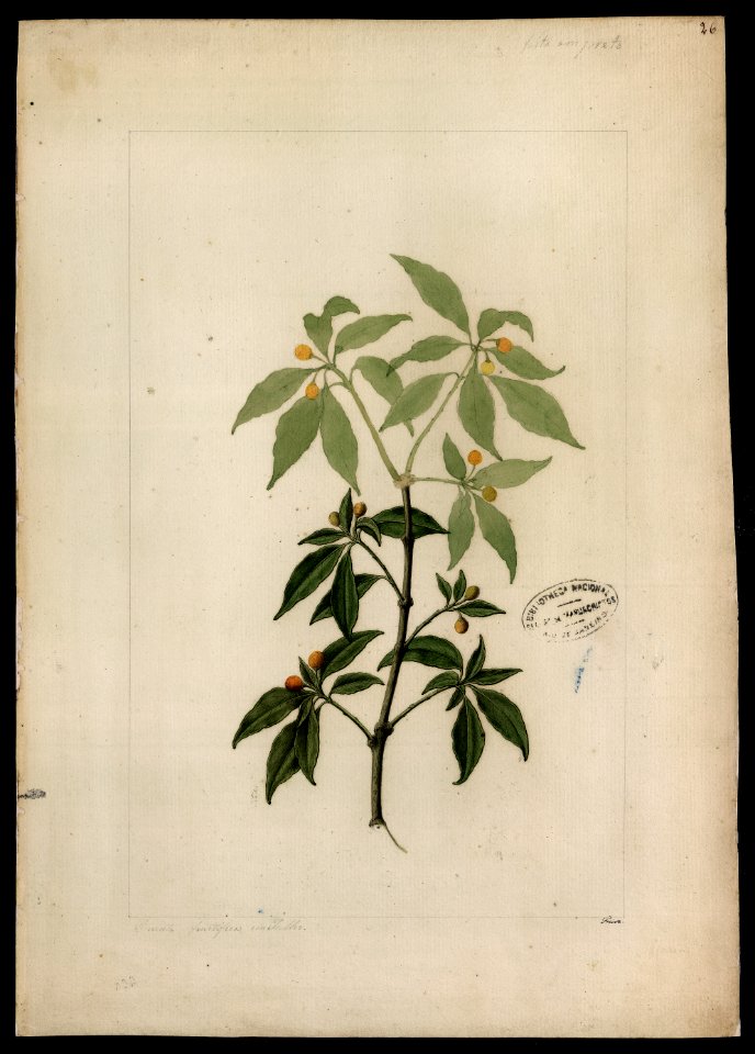 (Capsicum) (2), da Coleção Brasiliana Iconográfica