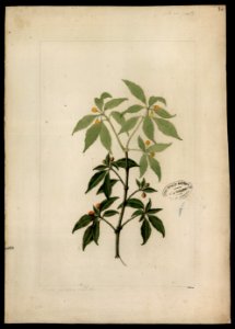 (Capsicum) (2), da Coleção Brasiliana Iconográfica