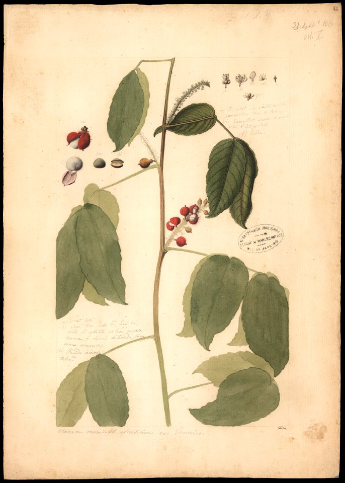 (Caullimia ferruginea), da Coleção Brasiliana Iconográfica