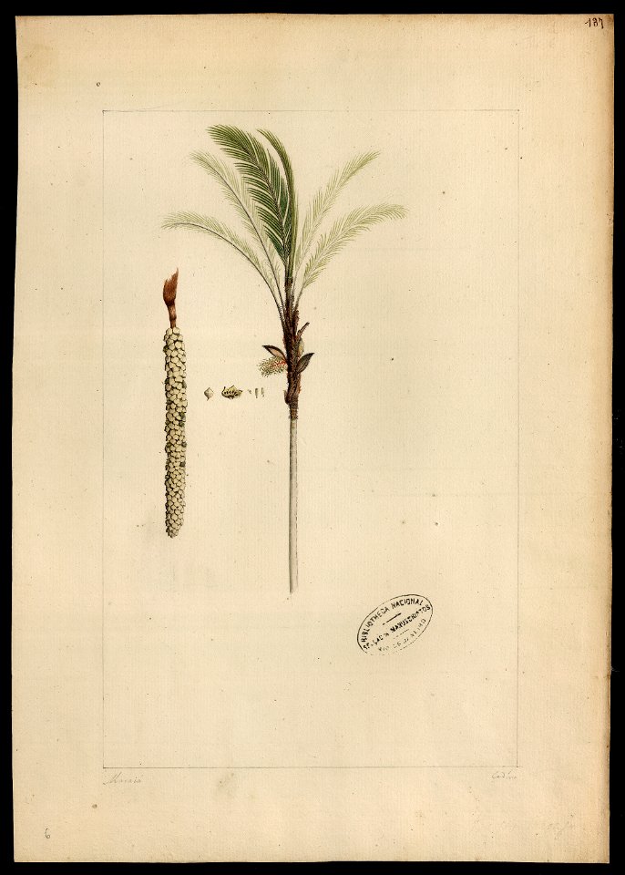 (Bactris Maraja, Mart.)., da Coleção Brasiliana Iconográfica