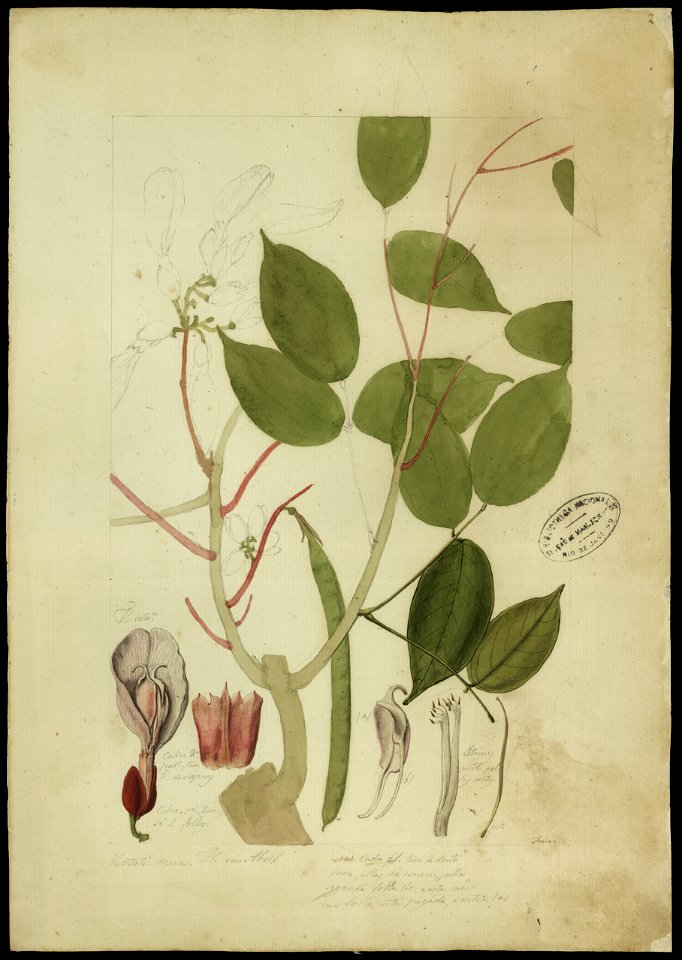 (Clitoria amazonum, Mart.), da Coleção Brasiliana Iconográfica