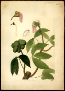 (Caryocar) (1), da Coleção Brasiliana Iconográfica