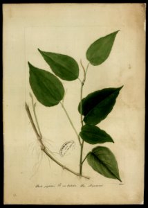 (Artanthe), da Coleção Brasiliana Iconográfica
