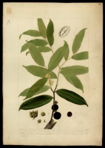 (Bocagea del Alphonsea), da Coleção Brasiliana Iconográfica