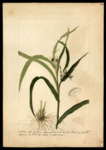 (Coix lacryma, Linn.)., da Coleção Brasiliana Iconográfica