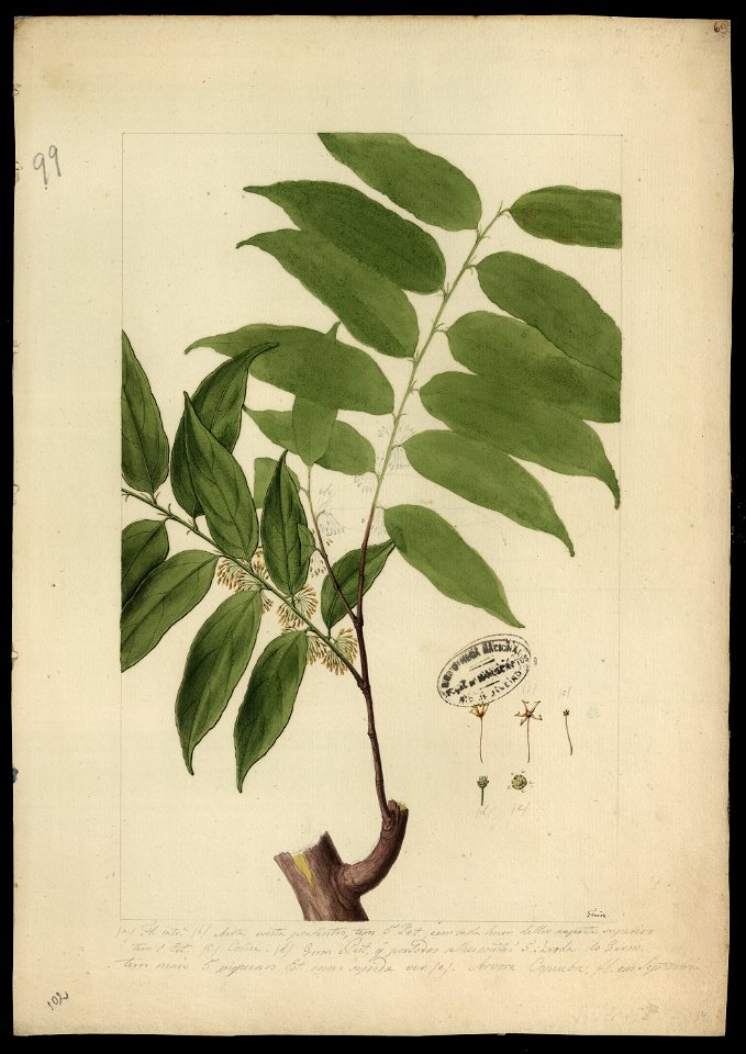 (Ayenia), da Coleção Brasiliana Iconográfica