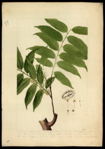 (Ayenia), da Coleção Brasiliana Iconográfica