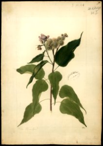 (Bixa orelanna, Linn.), da Coleção Brasiliana Iconográfica