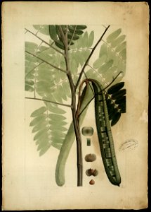 (Cassia) (2), da Coleção Brasiliana Iconográfica