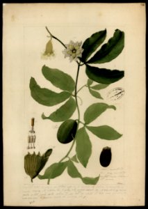 (Compositae) (3), da Coleção Brasiliana Iconográfica