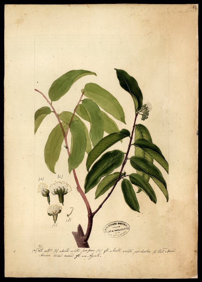 (Cnepia myrtifolia, Benth.)., da Coleção Brasiliana Iconográfica