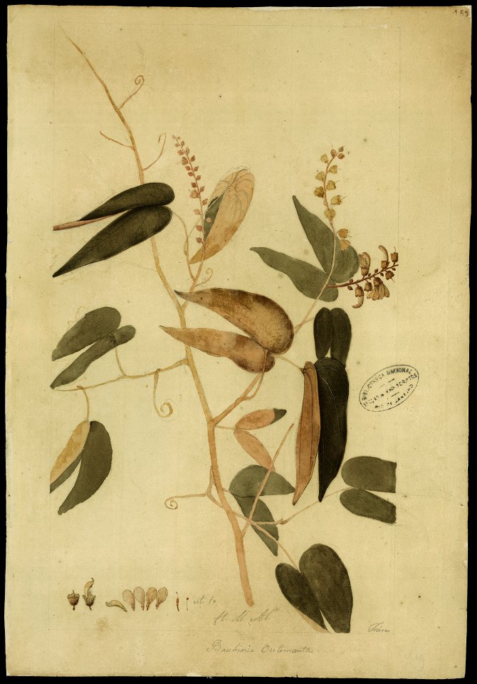 (Bauhinia splentens, HBN), da Coleção Brasiliana Iconográfica