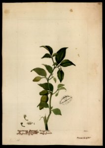 (Capsicum) (1), da Coleção Brasiliana Iconográfica