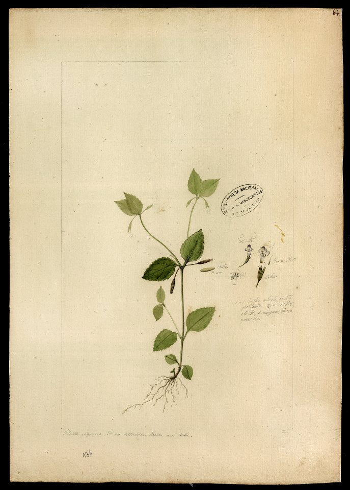 (Castilleja communis,L.)., da Coleção Brasiliana Iconográfica