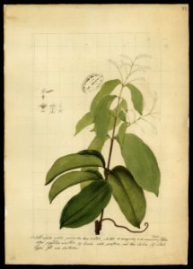 (Combretum laurifolium, Mart), da Coleção Brasiliana Iconográfica