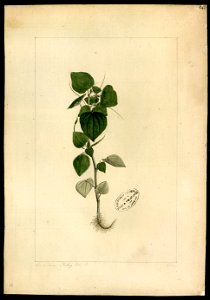(Ciperacea), da Coleção Brasiliana Iconográfica