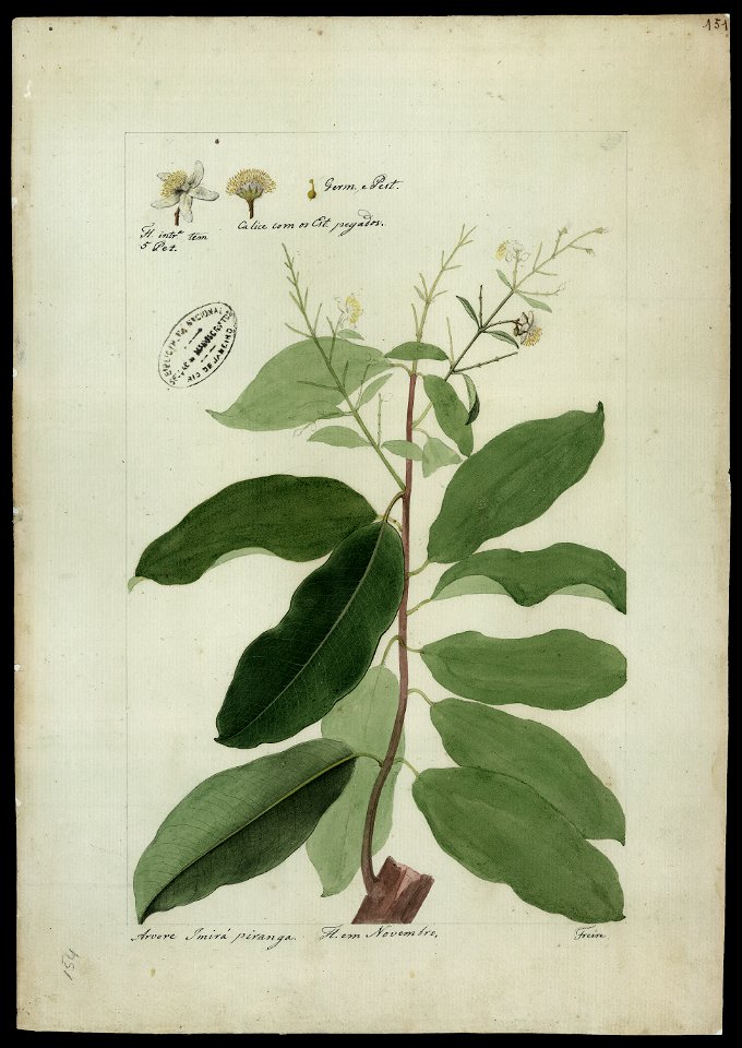(Couepia), da Coleção Brasiliana Iconográfica