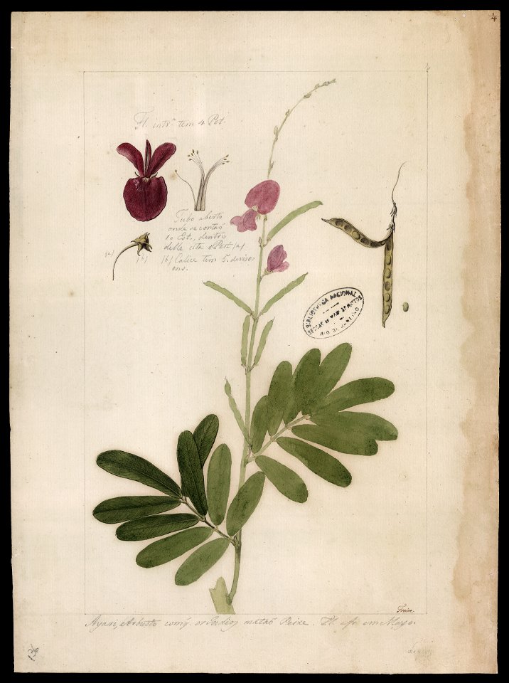 (Cephrosia), da Coleção Brasiliana Iconográfica