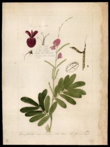 (Cephrosia), da Coleção Brasiliana Iconográfica