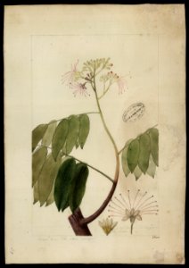 (Campsiandra laurifolia, Benth.)., da Coleção Brasiliana Iconográfica