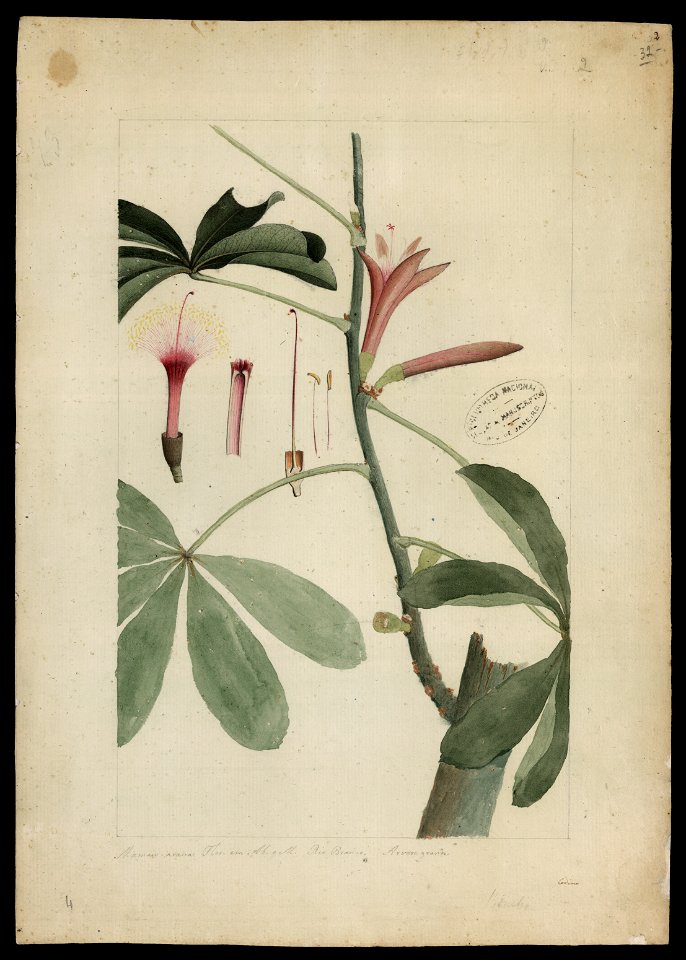 (Bombax), da Coleção Brasiliana Iconográfica