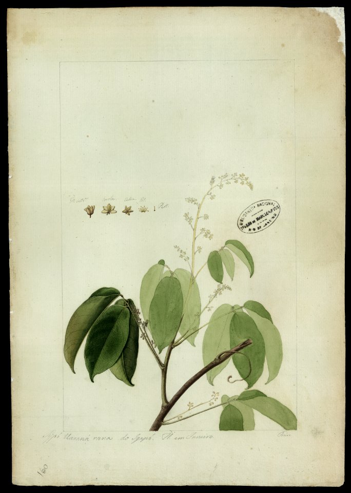 (Connarus del Rourea) (2), da Coleção Brasiliana Iconográfica