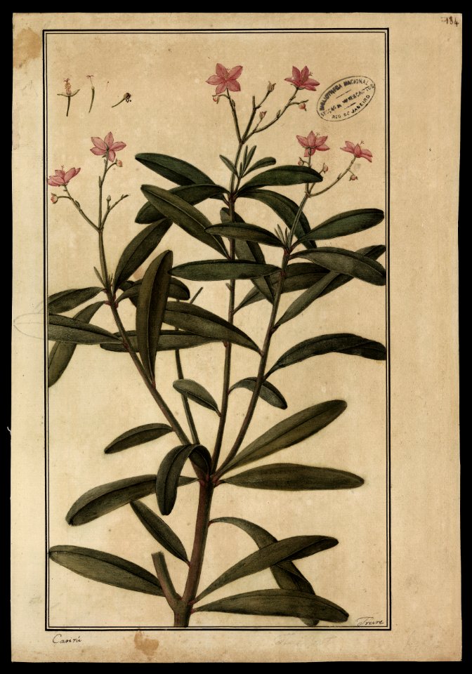 (Calinum racemosum, Linn.), da Coleção Brasiliana Iconográfica
