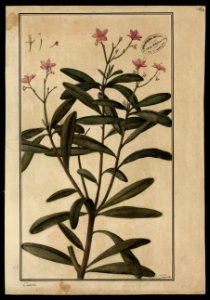 (Calinum racemosum, Linn.), da Coleção Brasiliana Iconográfica