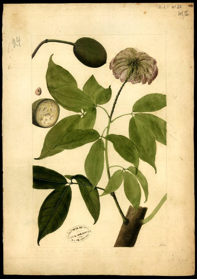 (Crataeva tapia, Linn.), da Coleção Brasiliana Iconográfica