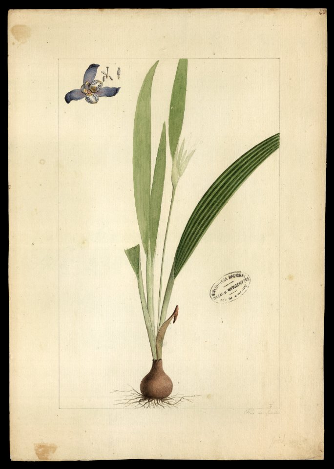(Cipura paludosa, Aubl.), da Coleção Brasiliana Iconográfica