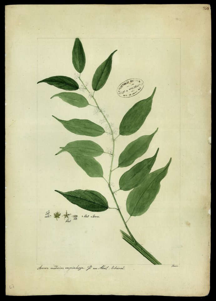 (Büttneria), da Coleção Brasiliana Iconográfica