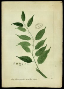 (Büttneria), da Coleção Brasiliana Iconográfica