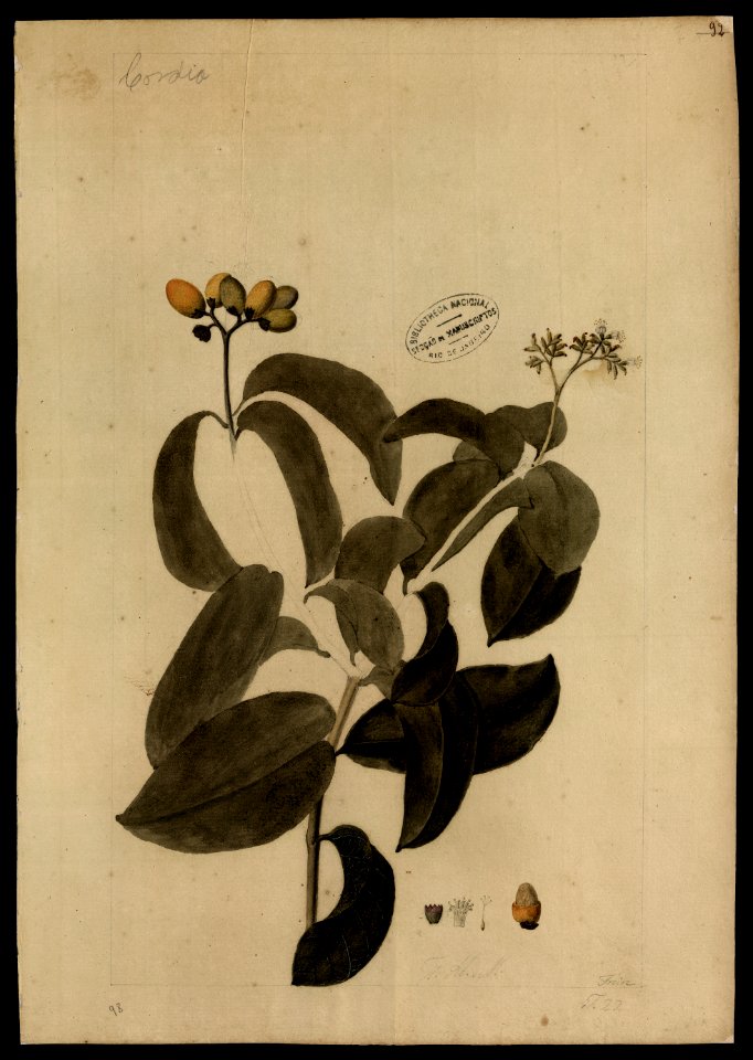 (Cordia) (1), da Coleção Brasiliana Iconográfica